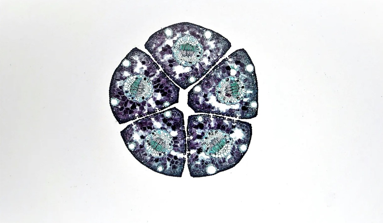 Research Stack Category 1 - Muscle Growth and Recovery Studies