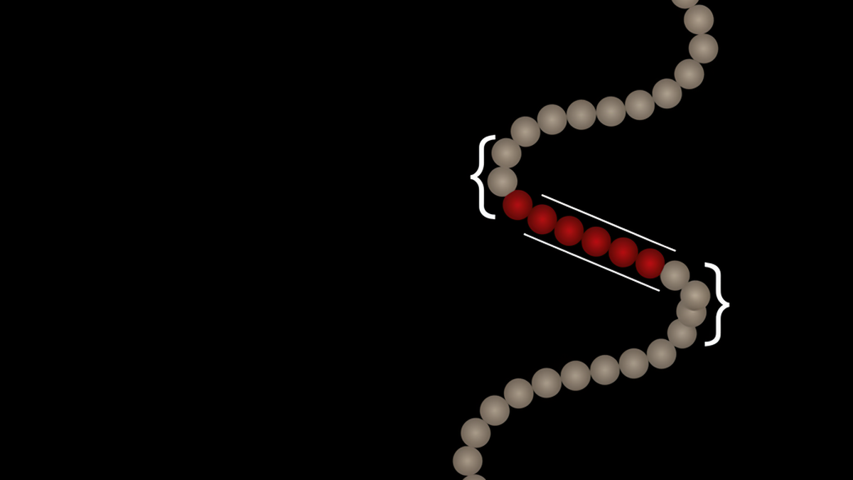 Spartan Peptide