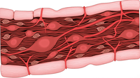 Muscle and tendon tissue healing cellular process showing fibroblasts and collagen formation