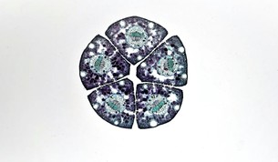 Research Stack Category 1 - Muscle Growth and Recovery Studies