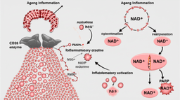 CD38 enzyme and PARP consuming NAD+ during aging research illustration
