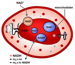 Scientific illustration of NAD+ molecule showing electron transfer between NAD+ and NADH in mitochondria