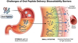 The science of oral peptide delivery