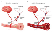 Central nervous system vs peripheral vascular pharmacological mechanism comparison